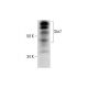 Ste7 Antibody (B-12) - Western Blotting - Image 294469