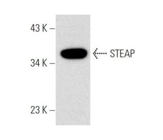western blotting image from recommended STEAP (B-4) monoclonal antibody replacement. Image 137660