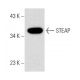western blotting image from recommended STEAP (B-4) monoclonal antibody replacement. Image 137660