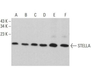 STELLA Antibody (D-5) - Western Blotting - Image 385290 