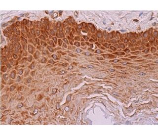 k.mさま専用 kotohayokozawa】【CONVERSE】ROADCLASSIC SS OX (MEN'S