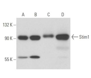Stim1 Antibody (CDN3H4) - Western Blotting - Image 17893 