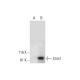 Stim1 Antibody (F-2) - Western Blotting - Image 297883