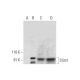 Stim1 Antibody (F-2) - Western Blotting - Image 297884 