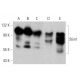 western blotting image from recommended Stim1 (A-8) monoclonal antibody replacement. Image 359932