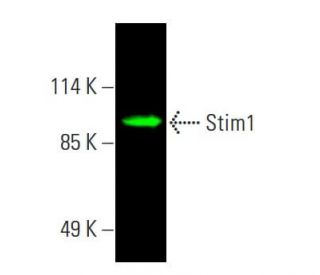 Stim1 Antibody (A-8) - Western Blotting - Image 387683