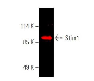 Stim1 Antibody (A-8) - Western Blotting - Image 387684