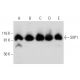 StIP1 Antibody (C-5) - Western Blotting - Image 295932