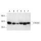 STK32C Antibody (C-6) - Western Blotting - Image 403831