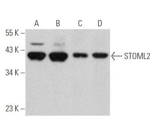 STOML2 Antibody (C-3) - Western Blotting - Image 368427 