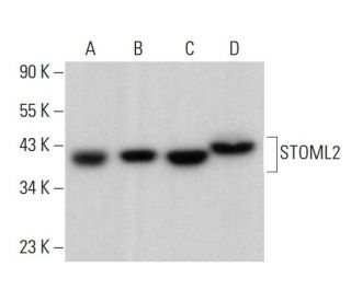STOML2 Antibody (C-3) - Western Blotting - Image 377682