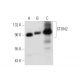 STON2 Antibody (A-5) - Western Blotting - Image 320958 