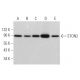 STON2 Antibody (A-5) - Western Blotting - Image 367656