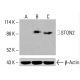 STON2 Antibody (A-5) - Western Blotting - Image 415680
