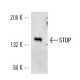 STOP Antibody (296) - Western Blotting - Image 14805
