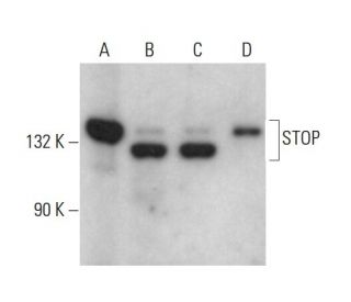 STOP Antibody (296) - Western Blotting - Image 379171 