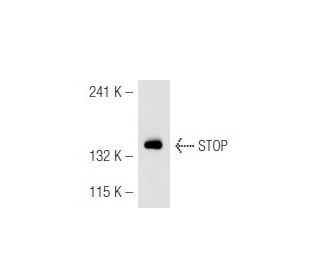 STOP Antibody (A-1) - Western Blotting - Image 47428