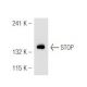STOP Antibody (A-1) - Western Blotting - Image 47428
