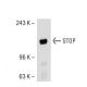 STOP Antibody (B-1) - Western Blotting - Image 54096 