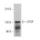 STOP Antibody (B-1) - Western Blotting - Image 368702 