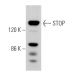 STOP Antibody (B-1) - Western Blotting - Image 368705