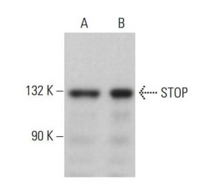 STOP Antibody (D-8) - Western Blotting - Image 379176 