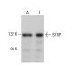 STOP Antibody (D-8) - Western Blotting - Image 379176 