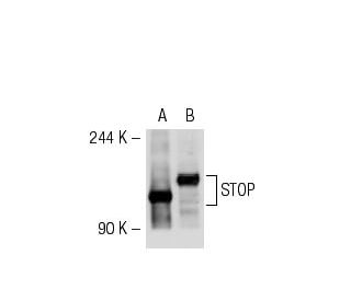 STOP Antibody (H-8) - Western Blotting - Image 55474 