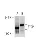 STOP Antibody (H-8) - Western Blotting - Image 55474 