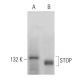 STOP Antibody (H-8) - Western Blotting - Image 365466 