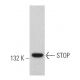 STOP Antibody (H-8) - Western Blotting - Image 366124
