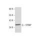 STRAP Antibody (E-8) - Western Blotting - Image 283884