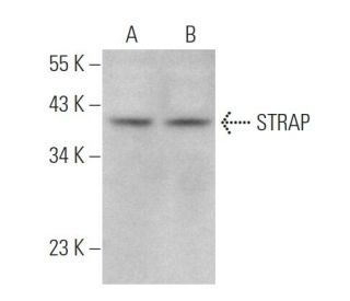 STRAP Antibody (E-8) - Western Blotting - Image 371893 
