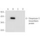 Streptolysin S biosynthesis protein Antibody (C-10) - Western Blotting - Image 304944
