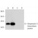 Streptolysin S biosynthesis protein Antibody (G-11) - Western Blotting - Image 306578