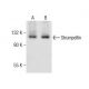 Strumpellin Antibody (B-10) - Western Blotting - Image 281836