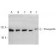 Strumpellin Antibody (B-10) - Western Blotting - Image 384517 