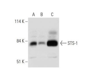 UBASH3B/STS1 Antibody (E-8) - Western Blotting - Image 325161 