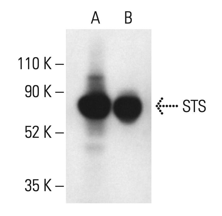 Steroid sulfatase/STS Antibody (A6) SCBT Santa Cruz Biotechnology