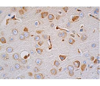 Substance P Antibody (NC1/34HL) - Immunohistochemistry - Image 387741