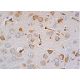 Substance P Antibody (NC1/34HL) - Immunohistochemistry - Image 387741