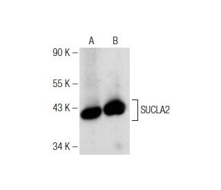 SUCLA2 Antibody (A-12): sc-373926