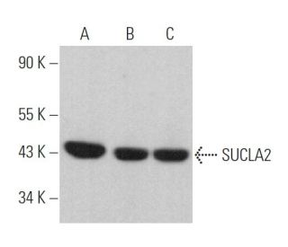 SUCLA2 Antibody (A-12) - Western Blotting - Image 367363 