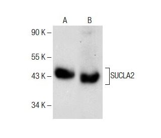 SUCLA2 Antibody (A-9): sc-374107