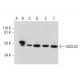 SUCLG2 Antibody (A-2) - Western Blotting - Image 289951