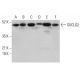 SUCLG2 Antibody (A-2) - Western Blotting - Image 376673 