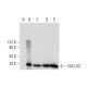 SUCLG2 Antibody (C-1) - Western Blotting - Image 298557 
