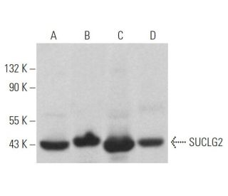 SUCLG2 Antibody (C-1) - Western Blotting - Image 373284 