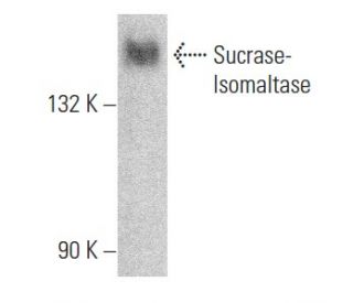Sucrase-Isomaltase Antibody (C-8) - Western Blotting - Image 355200 