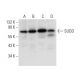 SUDD Antibody (B-3) - Western Blotting - Image 303402 
